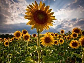 Sunflower
